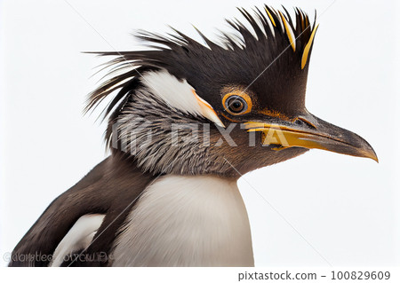 Rockhopper penguin close up portrait, isolated on white background 100829609