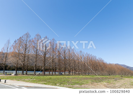 Metasequoia Namiki 100829840