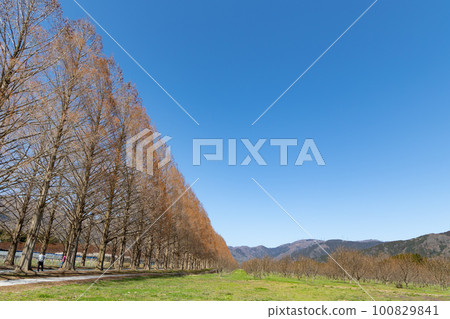 Metasequoia Namiki 100829841