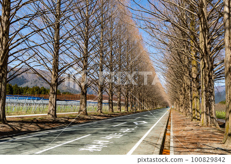 Metasequoia Namiki 100829842