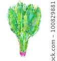 spinach illustration 100829881