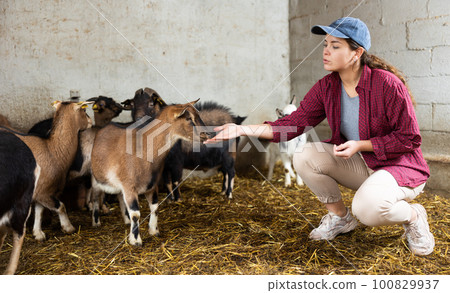 Female worker feeding goats at livestock farm Female worker feeding goats at livestock farm 100829937
