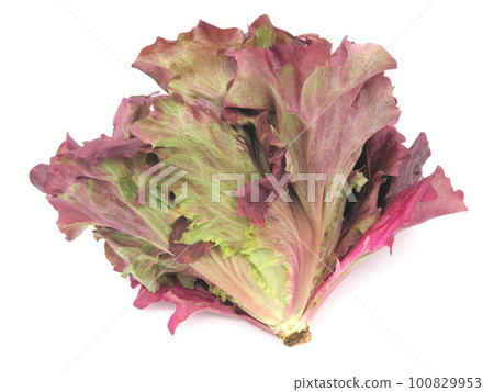 Red salad greens grown without pesticides (side) 100829953