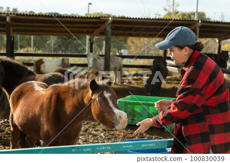 Caring young female stable keeper checking and stretching hand to stallions near paddock at ranch outside Caring young female stable keeper checking and stretching hand to stallions near paddock at ranch outside 100830039