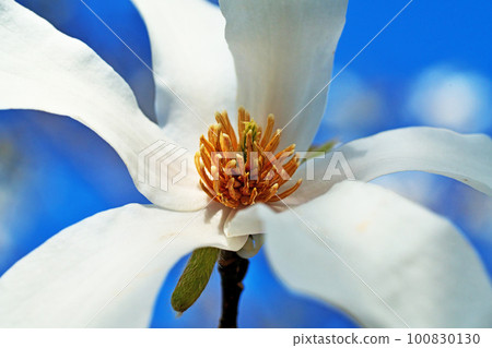 White flowers of magnolia magnolia shining in the blue sky (spring, March) 100830130