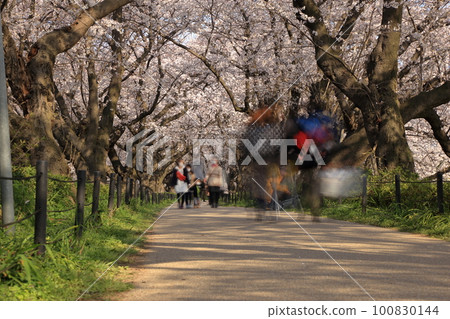 Gongendo Sakuratsumi(Sa玉縣薩特市)盛開的櫻花隧道 Gongendo Sakuratsumi(Sa玉縣薩特市)盛開的櫻花隧道 100830144