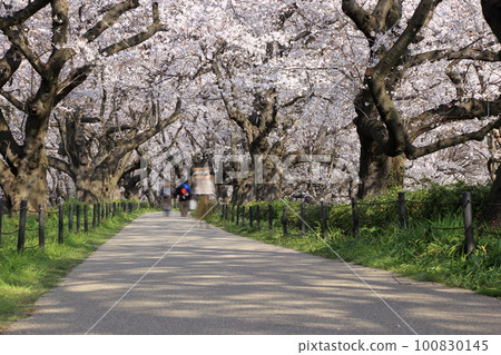 Gongendo Sakuratsumi(Sa玉縣薩特市)盛開的櫻花隧道 Gongendo Sakuratsumi(Sa玉縣薩特市)盛開的櫻花隧道 100830145