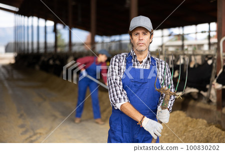 Portrait of successful european male farmer posing in cowshed Portrait of successful european male farmer posing in cowshed 100830202