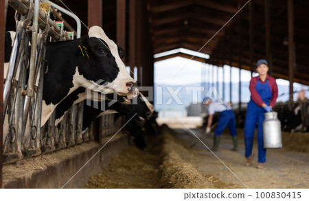 Black and white dairy cows eating hay peeking through stall fence against of farmer with metal can on livestock farm Black and white dairy cows eating hay peeking through stall fence against of farmer with metal can on livestock farm 100830415