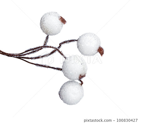 Snowberry branch, twig with winter snow berries fruits isolated on white background. Christmas wintertime decoration. High quality photo 100830427