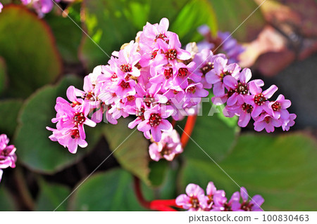 粉紅色的喜馬拉雅虎耳草花（春天，三月） 100830463