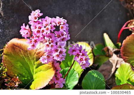 Pink Himalayan Saxifrages flowers (spring, March) Pink Himalayan Saxifrages flowers (spring, March) 100830465