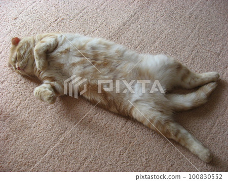 Sleeping cat Sleeping cat 100830552