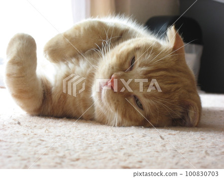 Cat in a nap Cat in a nap 100830703