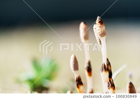 Tsukuri Shinkbo Tsukuri Shinkbo 100830849