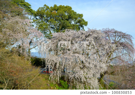 Hokkegenge 花園的垂枝櫻花 Hokkegenge 花園的垂枝櫻花 100830853