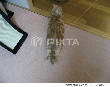 伸展貓 伸展貓 100830866