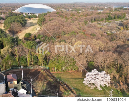 在satoyama的狂放的山櫻桃 100831024