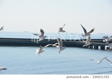 幕張花見川自行車路線05 Yurikamome Flock 幕張花見川自行車路線05 Yurikamome Flock 100831393
