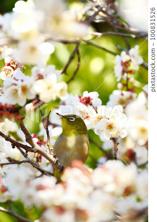 Mejiro and plum blossoms 100831526