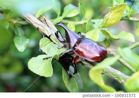 beetle male fighting on green tree in the nature 100831571