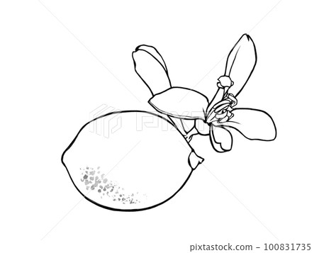Simple lemon and flower line drawing illustration material 100831735