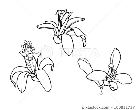 Line drawing illustration material of realistic lemon flowers (3 types) 100831737