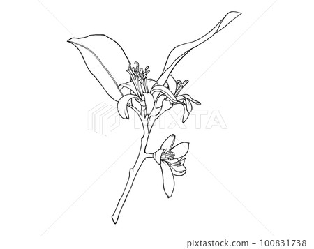 Line drawing illustration material of realistic lemon flower (with branches and leaves) 100831738