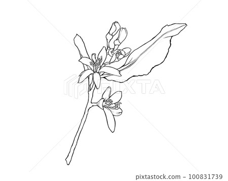 Line drawing illustration material of realistic lemon flower (with branches and leaves) 100831739