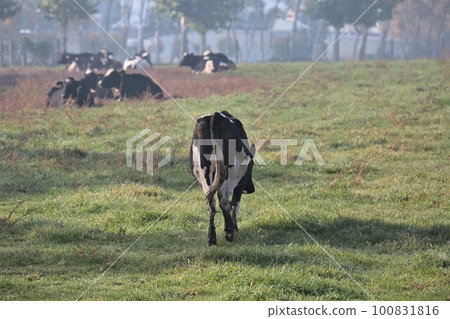 Early morning ranch Holstein Early morning ranch Holstein 100831816