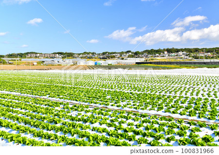 沖繩縣絲滿市真壁和荒垣周邊的風景（沖繩縣絲滿市）[2023年2月] 100831966