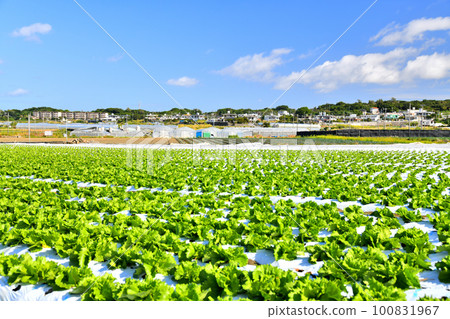 Scenery around Makabe and Arakaki in Itoman City, Okinawa Prefecture (Itoman City, Okinawa Prefecture) [February 2023] 100831967
