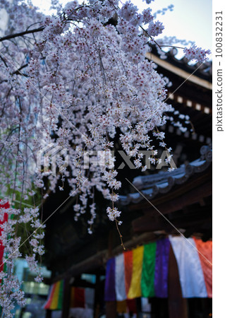 京都六角堂春景 100832231