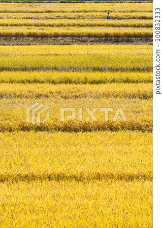 220918 Nyukawabokata g036 220918 Nyukawabokata g036 100832333