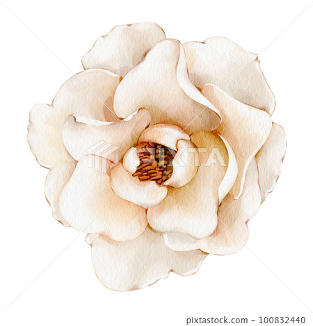 Camellia rose. Watercolor flower. Illustration of a rose, isolated on white background. For wedding invitations, birthday, postcards, greetings Camellia rose. Watercolor flower. Illustration of a rose, isolated on white background. For wedding invitations, birthday, postcards, greetings 100832440