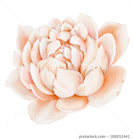 Rose. Watercolor flower. Illustration of a delicate rose, isolated on white background. For wedding invitations, birthday, postcards, greetings Rose. Watercolor flower. Illustration of a delicate rose, isolated on white background. For wedding invitations, birthday, postcards, greetings 100832441
