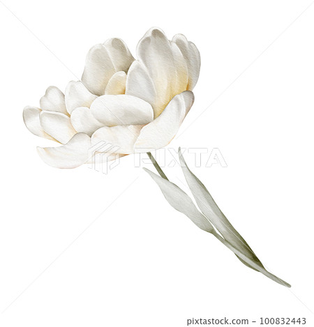 Tulip. Watercolor flower. Illustration of a delicate tulip, isolated on white background. For wedding invitations, birthday, postcards, greetings Tulip. Watercolor flower. Illustration of a delicate tulip, isolated on white background. For wedding invitations, birthday, postcards, greetings 100832443
