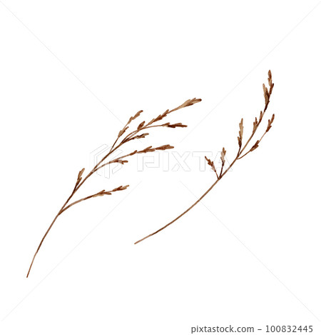 Dry twigs. Watercolor Illustrations, isolated on white background. For wedding invitations, birthday, postcards, greetings, anniversary, bouquets 100832445