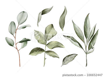 Set of watercolor green leaves isolated on white background. Green leaves elements collection for wedding invitations, birthday, postcard, greetings Set of watercolor green leaves isolated on white background. Green leaves elements collection for wedding invitations, birthday, postcard, greetings 100832447