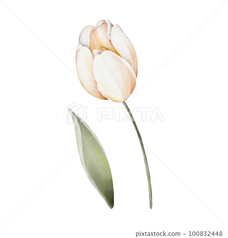 Tulip. Watercolor flower. Illustration of a delicate tulip, isolated on white background. For wedding invitations, birthday, postcards, greetings Tulip. Watercolor flower. Illustration of a delicate tulip, isolated on white background. For wedding invitations, birthday, postcards, greetings 100832448