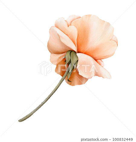 Rose. Watercolor flower. Illustration of a delicate rose, isolated on white background. For wedding invitations, birthday, postcards, greetings Rose. Watercolor flower. Illustration of a delicate rose, isolated on white background. For wedding invitations, birthday, postcards, greetings 100832449