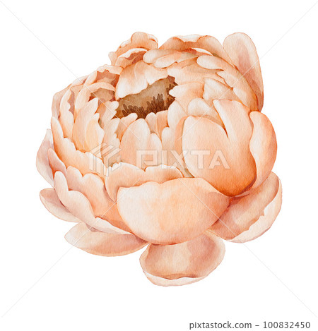 Peony. Watercolor flower. Illustration of a delicate peony, isolated on white background. For wedding invitations, birthday, postcards, greetings Peony. Watercolor flower. Illustration of a delicate peony, isolated on white background. For wedding invitations, birthday, postcards, greetings 100832450