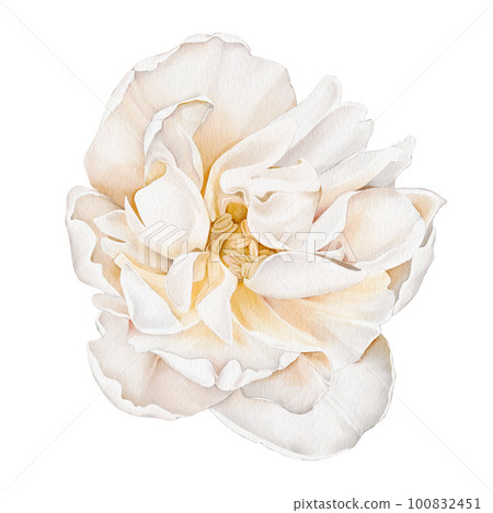 Peony. Watercolor flower. Illustration of a delicate peony, isolated on white background. For wedding invitations, birthday, postcards, greetings Peony. Watercolor flower. Illustration of a delicate peony, isolated on white background. For wedding invitations, birthday, postcards, greetings 100832451