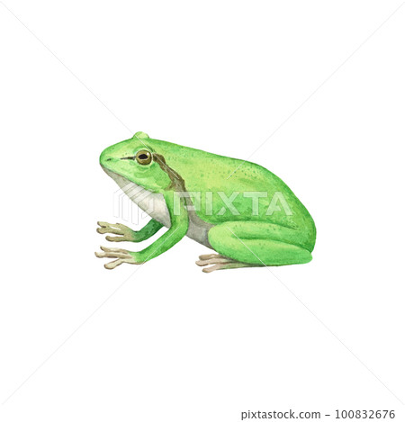 European tree frog, Hyla arborea, watercolor illustration isolated on white background. European tree frog, Hyla arborea, watercolor illustration isolated on white background. 100832676