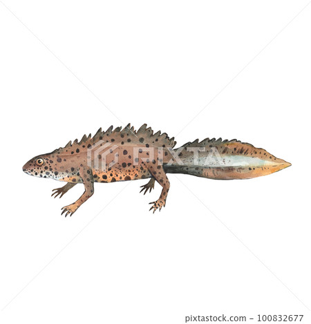 European newt, common newt, Lissotriton vulgaris, watercolor illustration isolated on white background. 100832677