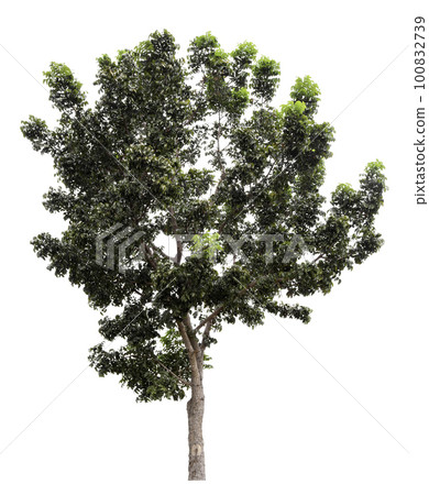 Large green tree is isolated on a white background. clipping path Large green tree is isolated on a white background. clipping path 100832739