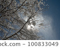 抬頭望去，樹上飄落的雪花閃閃發亮 100833049