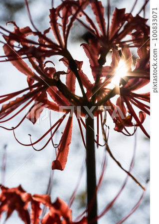 埼玉縣吉見町群孤挺花景觀 100833071