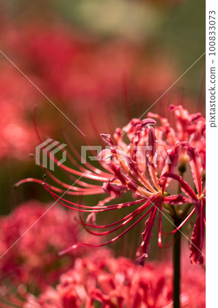 埼玉縣吉見町群孤挺花景觀 100833073