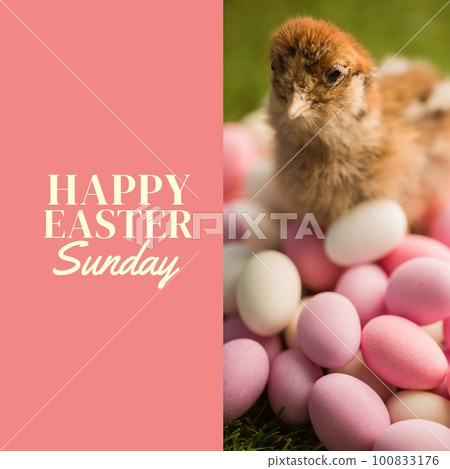 Composite of cute baby chicken with colorful easter eggs and happy easter sunday text, copy space 100833176